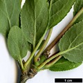SpeciesSub: subsp. insititia 'Delma'